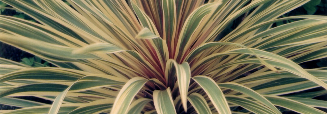 Cordyline albertii bann.jpg